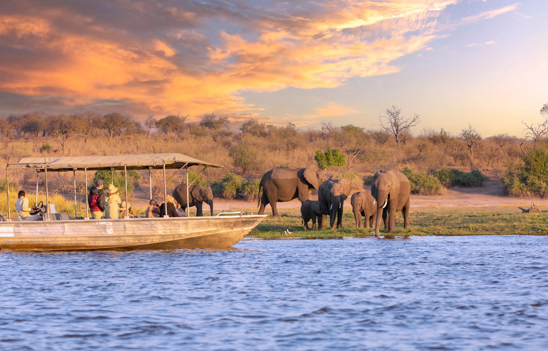 Elephant herd at sunset from a boat safari, Chobe, Botswana