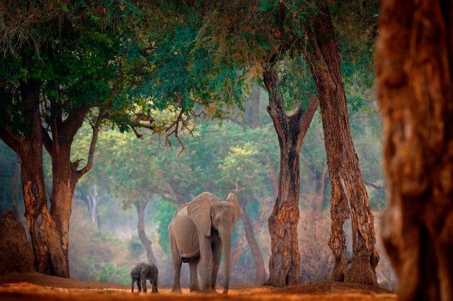 Elephants in the forest at Mana Pools National Park, a protected wilderness in Zimbabwe