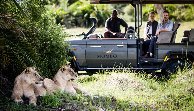 Mombo Camp safari vehicle with lions, Okavango Delta